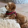 Coco, my dog